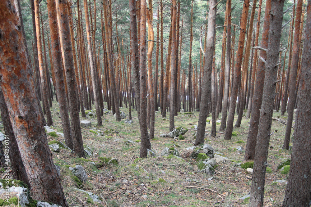 Naklejka premium Wild pine forest seen in descending perspective