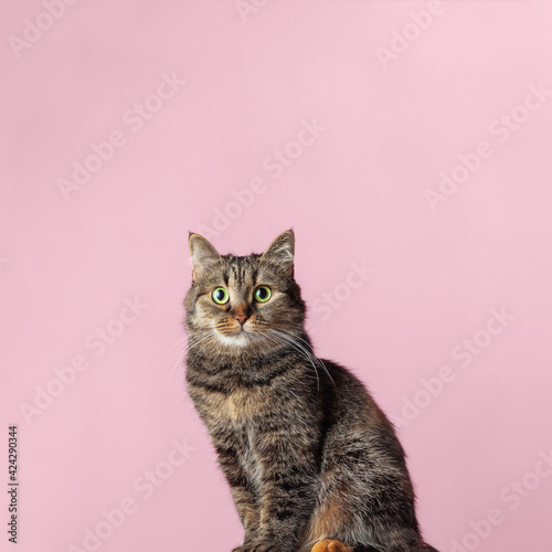 Fototapeta Naklejka Na Ścianę i Meble -  Beautiful tabby cat with green eyes on a pink background.