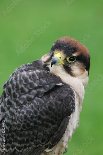 Falcon © Andrew Darkes