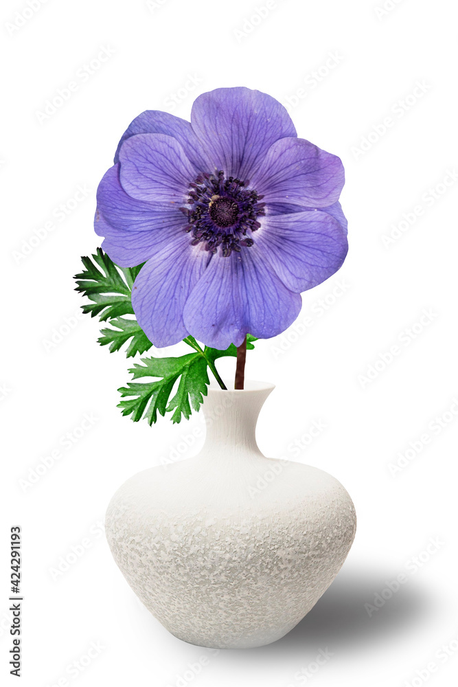 One blue anemone in a white vase in the style of the seventies on the table with books as an interior decoration. Copy space One blue anemone in a white vase in the style of the seventies on the table with books as an interior decoration. Copy space