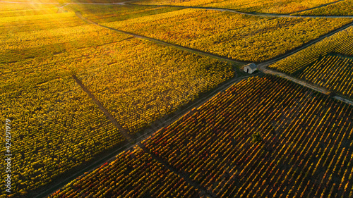 Vignes de Monthelie en automne au soleil couchant, Bourgogne. Drone. photo