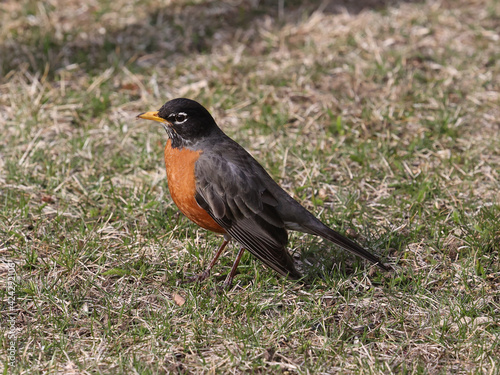 Robin on grass in early spring looking for worms and grubs in bright sun