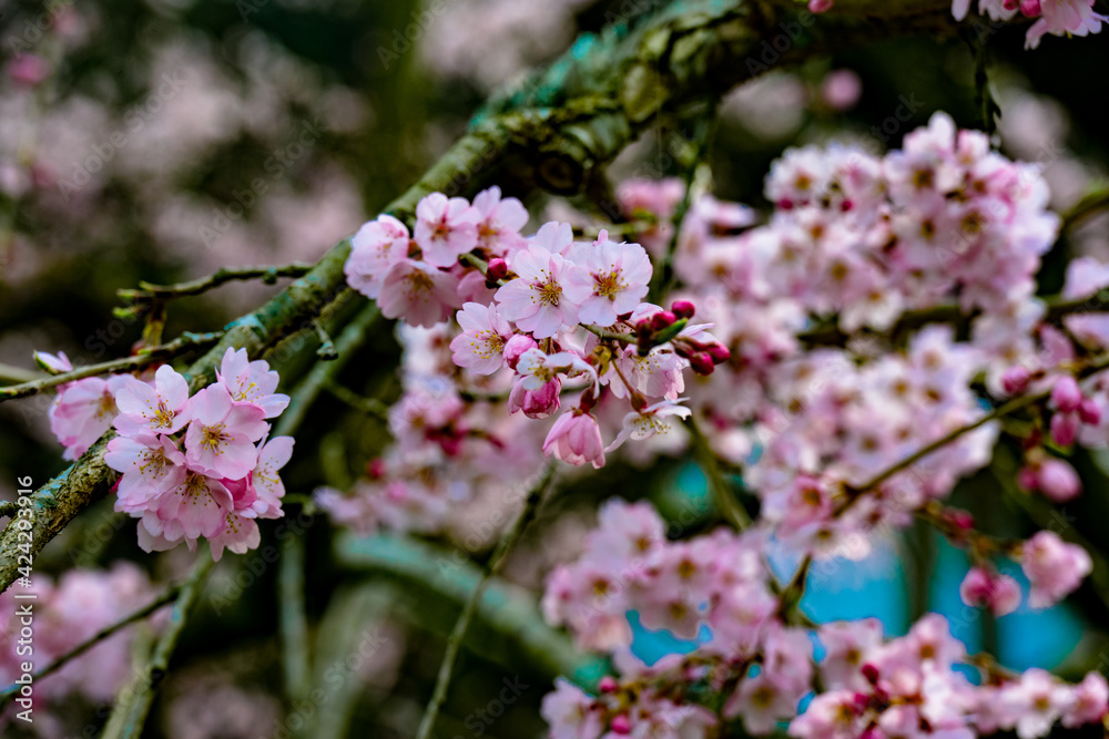畳石の枝垂れ桜