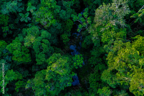 Aerial top view of a small stream inside a tropical forest, with detailed view of the leaves from the different tree species found in the rainforest