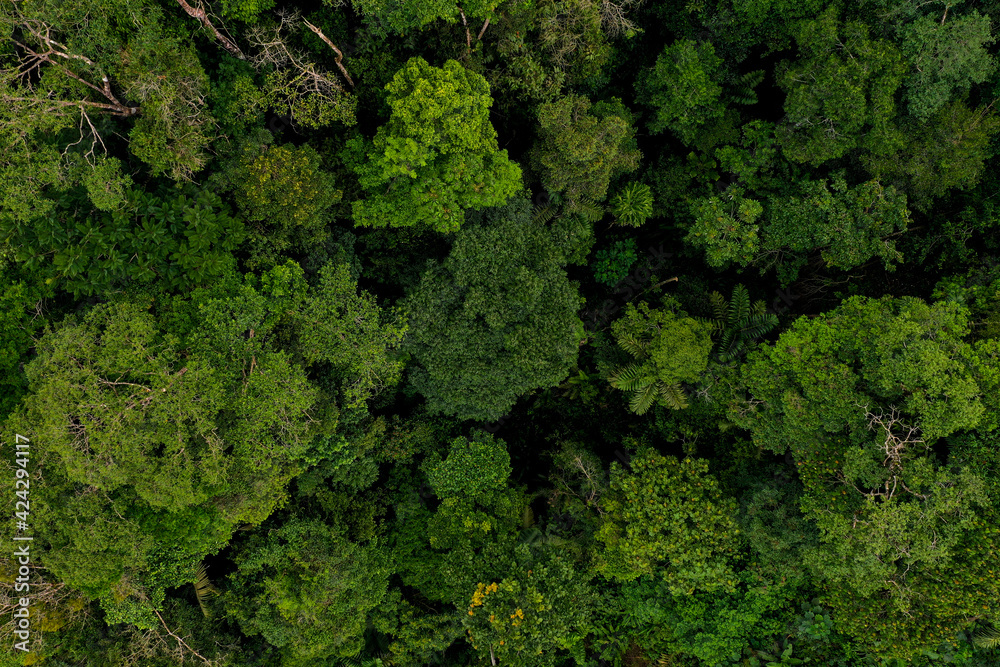 Aerial top view of a tropical forest canopy from a medium height showing many different tree species