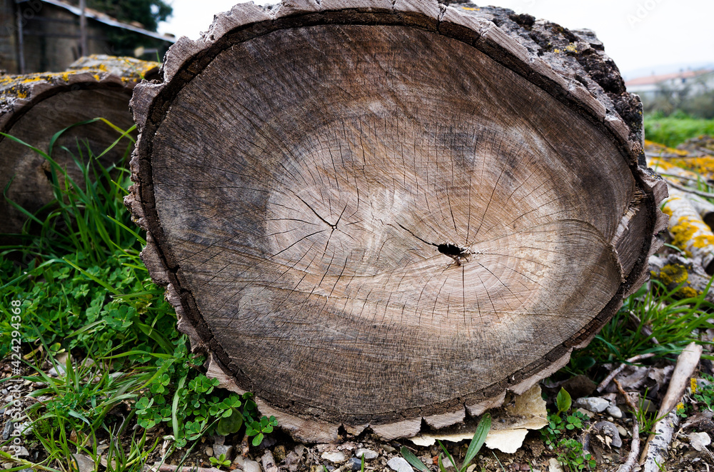 Naklejka premium A cut of an ancient, ancient tree, where you can see the age-old rings