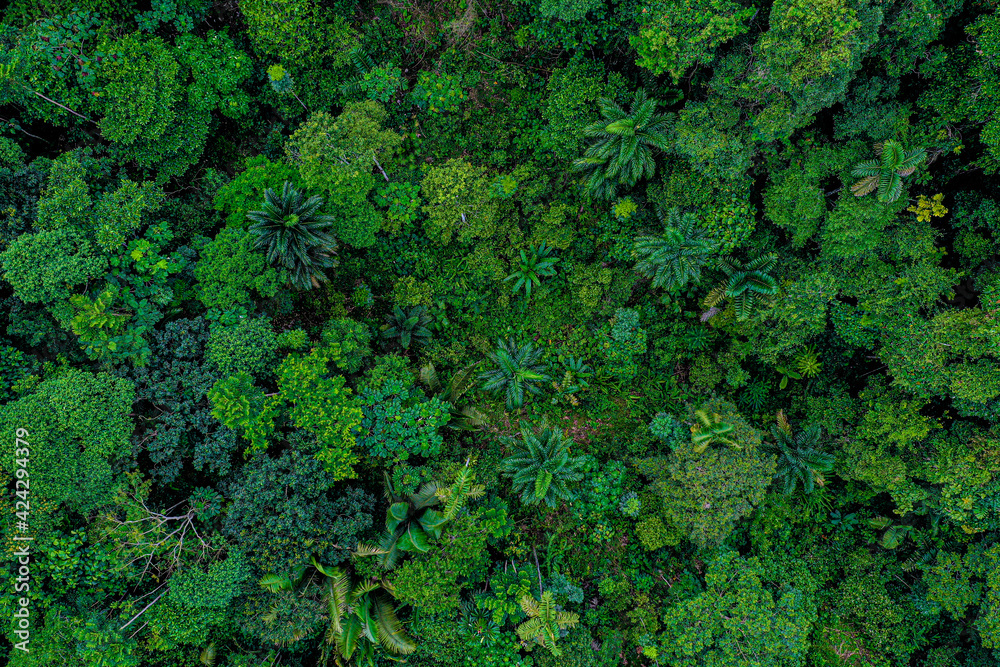 Aerial top view of a deforested part of rainforest with many palm trees still standing while other tree species have been logged - obrazy, fototapety, plakaty 