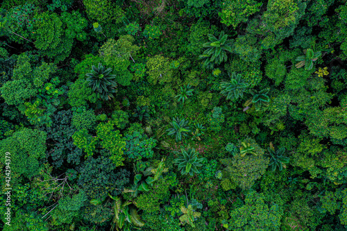 Fototapeta Aerial top view of a deforested part of rainforest with many palm trees still st