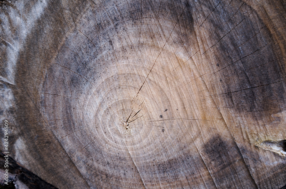 Naklejka premium A cut of an ancient, ancient tree, where you can see the age-old rings