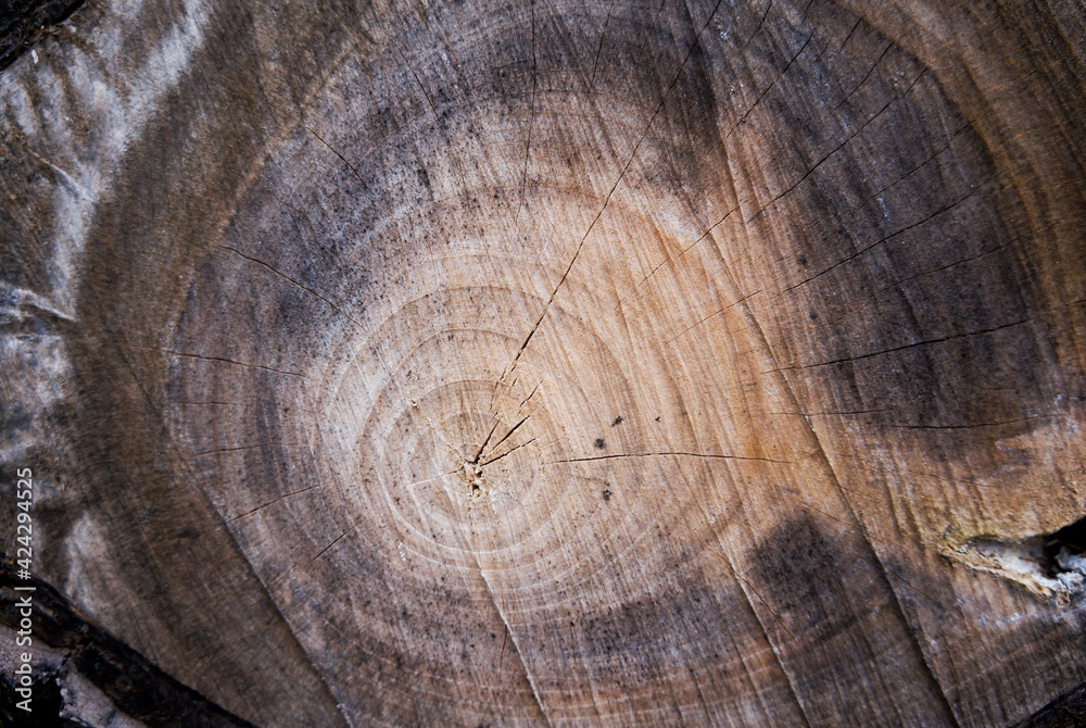 Naklejka premium A cut of an ancient, ancient tree, where you can see the age-old rings 