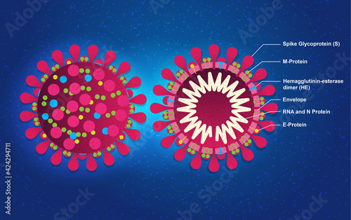 COVID 19 Virus parts bisected anatomy cross section