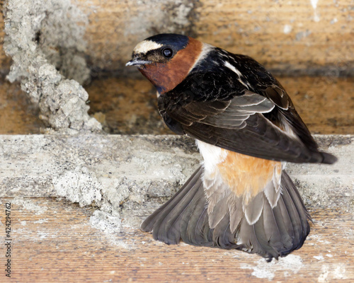 Barn Swallow adult perched next to nest under construction, showing tail feathers, and looking back at camera. Santa Clara County, California, USA.