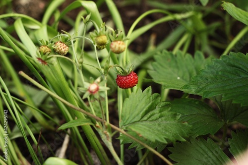 wild strawberry on a branch