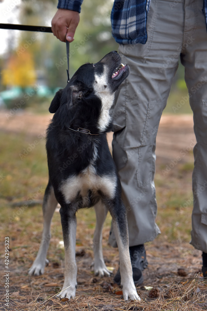 black and brown dog mongrel at animal shelter black and brown dog mongrel at animal shelter