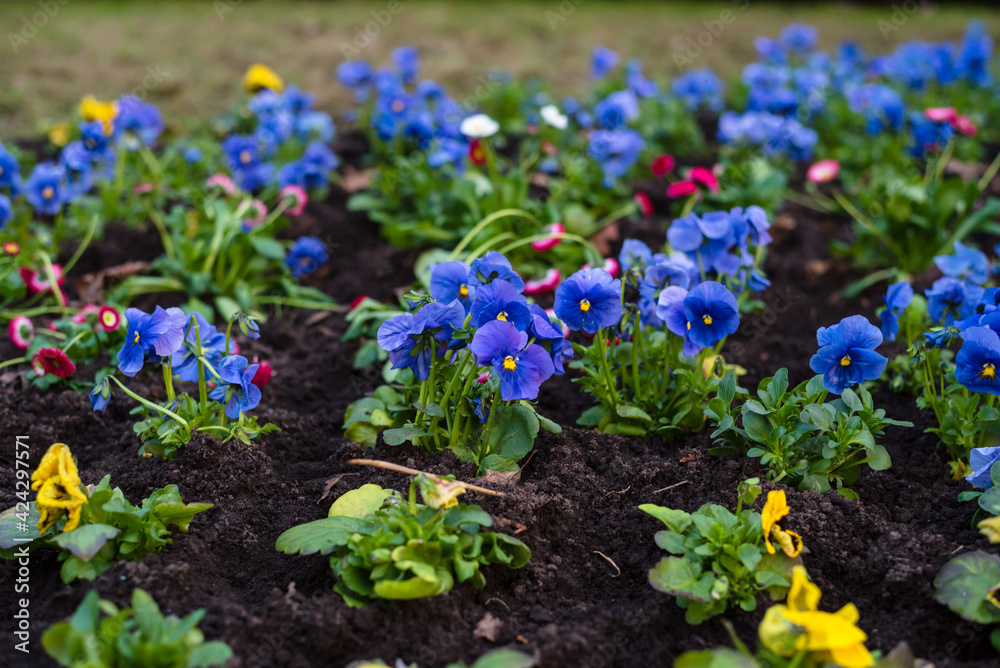 Planting flowers in the park in spring. A flower bed with colorful flowers in the park in early spring Planting flowers in the park in spring. A flower bed with colorful flowers in the park in early spring
