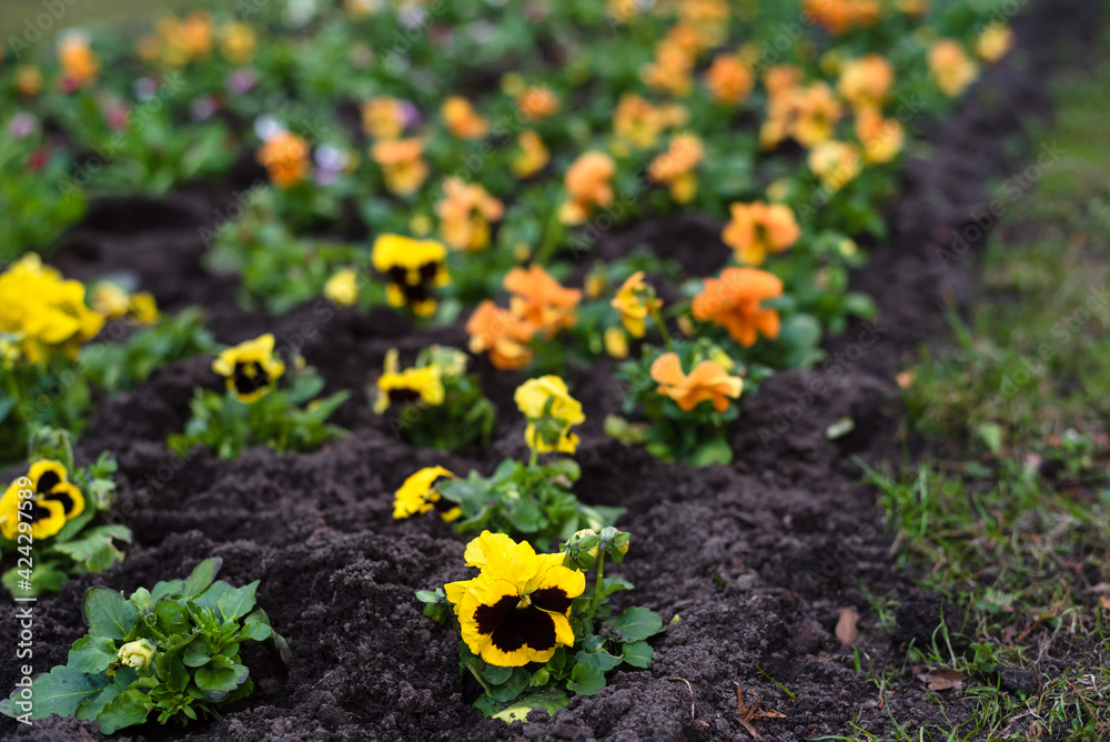 Planting flowers in the park in spring. A flower bed with colorful flowers in the park in early spring Planting flowers in the park in spring. A flower bed with colorful flowers in the park in early spring