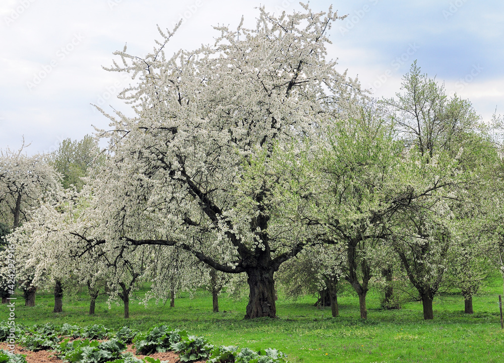 Blooming Apple Trees With White Blossoms On A Green Meadow Near Hofheim Germany During An Overcast Day Blooming Apple Trees With White Blossoms On A Green Meadow Near Hofheim Germany During An Overcast Day