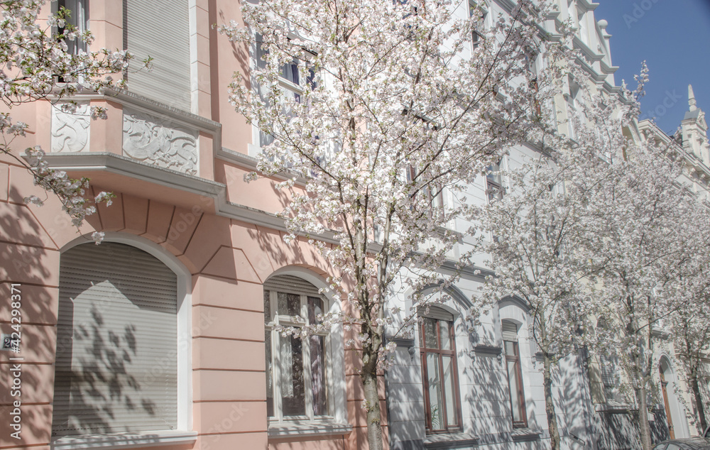 Fototapeta premium Weiße Blüten in der Bonner Altstadt