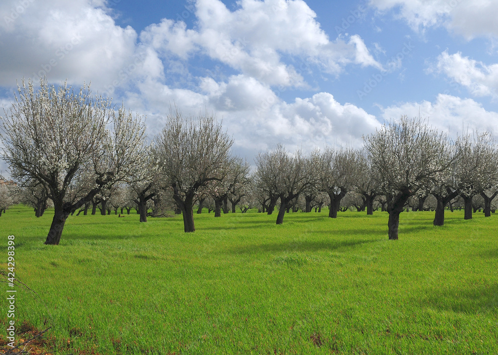 Rows Of Crooked Blooming Almond Trees On A Meadow In An Agricultural Field On The Balearic Island Mallorca During A Sunny Day