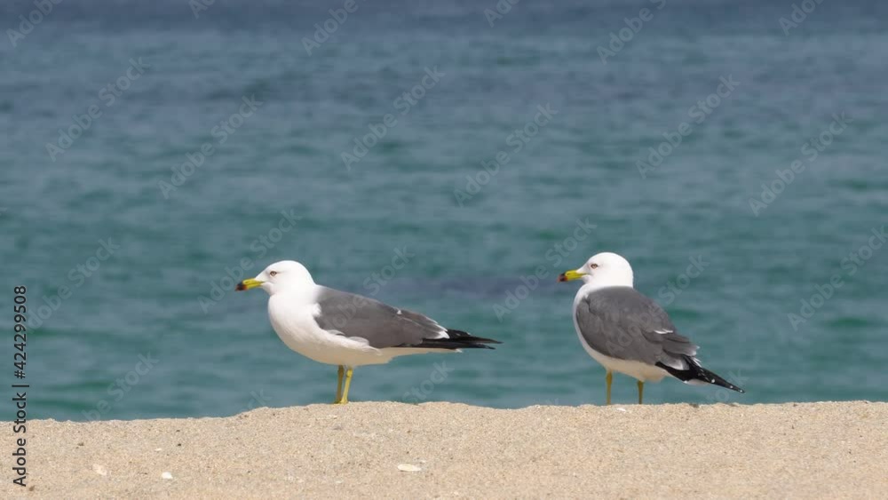 Two Black-tailed Gull Birds Standing On The Shore Of The Beach In Gangneung on sea background , South Korea - close up Two Black-tailed Gull Birds Standing On The Shore Of The Beach In Gangneung on sea background , South Korea - close up
