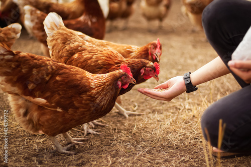 Fotografiet hand feeding several chicken on a farm