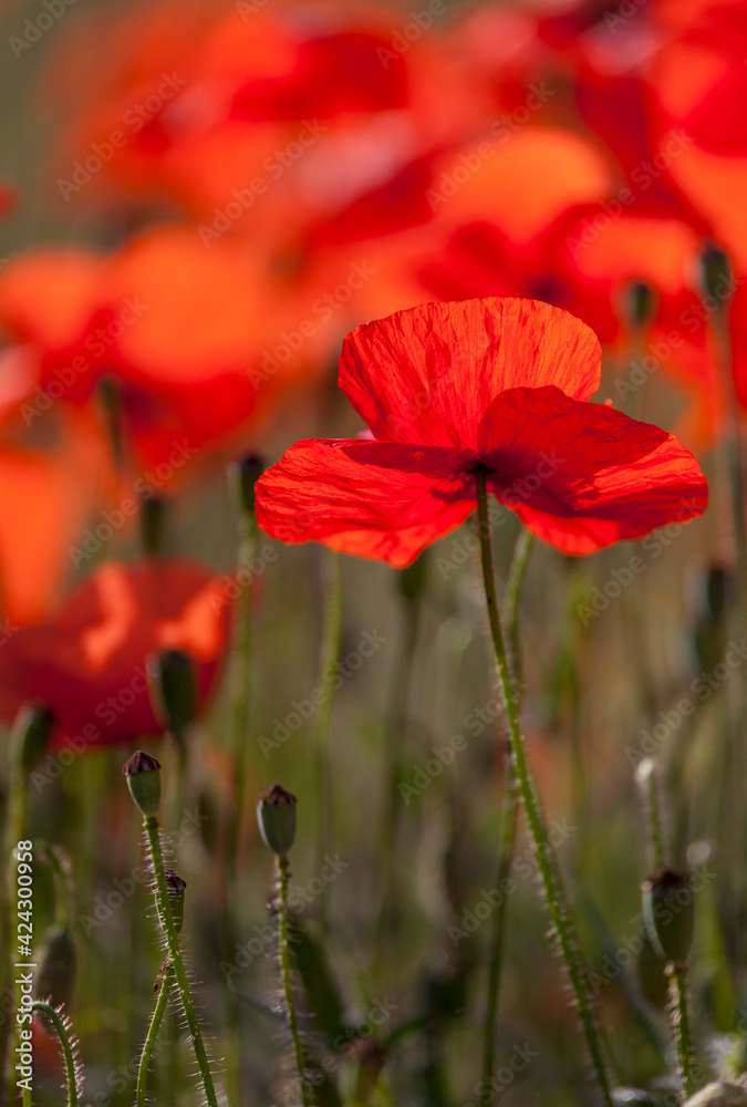 Fototapeta premium Klatschmohnfeld (Papaver rhoeas)