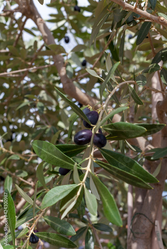 Alter Olivenbaum (Olea europaea) mit Früchten