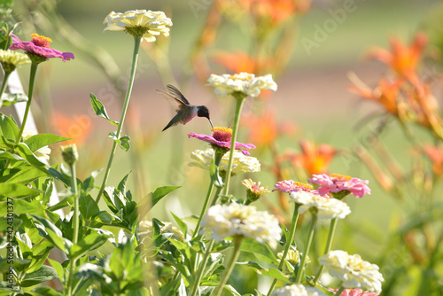 Hummingbirds in the garden with color on the yakima county indian reservation photo