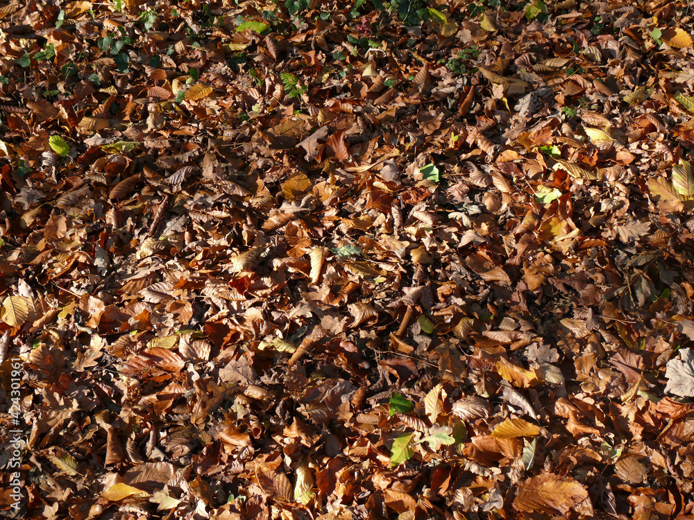 Vues de feuilles automnales