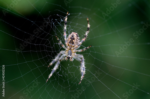 orbweaver spider on the web