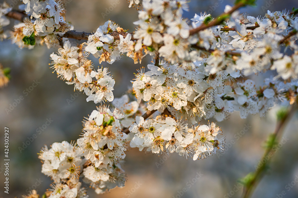 Beautiful nature with flowering tree and sun. Spring flowers with blurred background. Blossom tree over nature background with selective focus Beautiful nature with flowering tree and sun. Spring flowers with blurred background. Blossom tree over nature background with selective focus