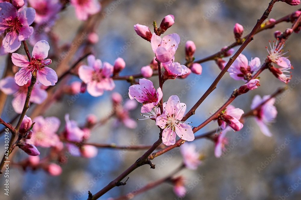 Beautiful nature with flowering tree and sun. Spring flowers with blurred background. Blossom tree over nature background with selective focus Beautiful nature with flowering tree and sun. Spring flowers with blurred background. Blossom tree over nature background with selective focus
