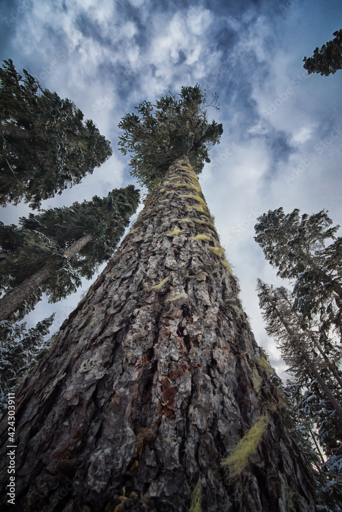 old tall pine tree looking straight up towards the sky in winter at white pass old tall pine tree looking straight up towards the sky in winter at white pass