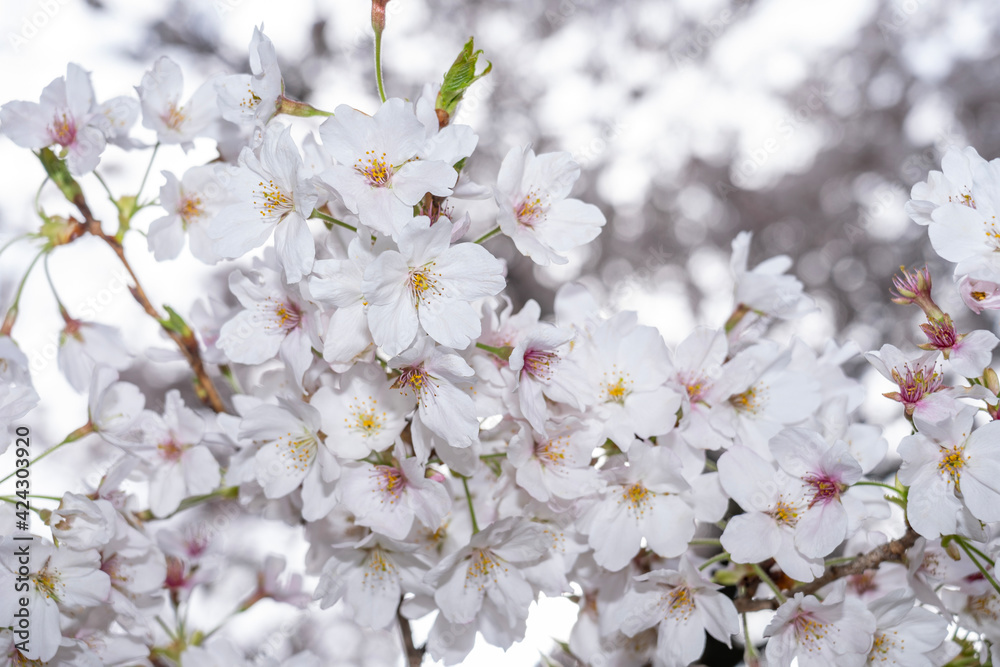 blossom in spring blossom in spring