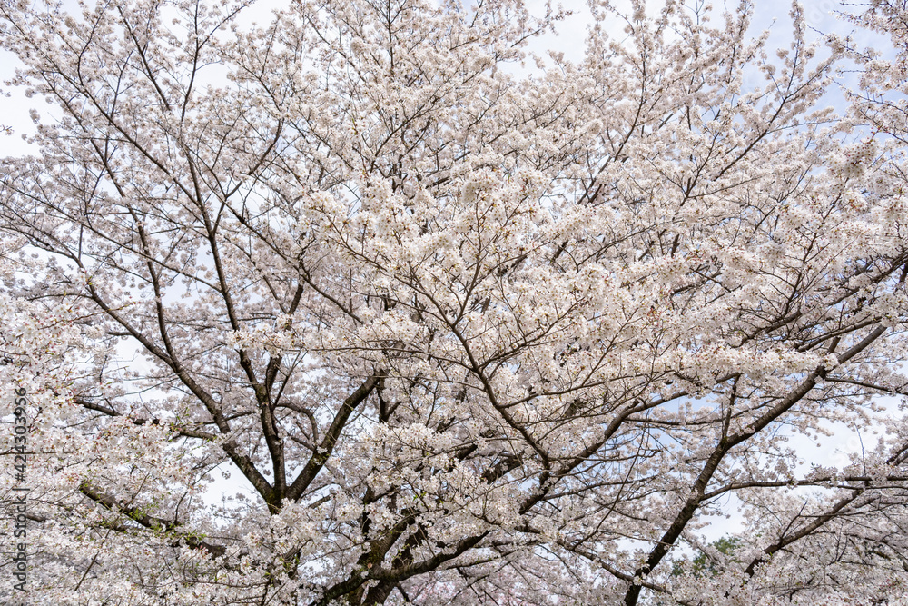 blooming tree blooming tree