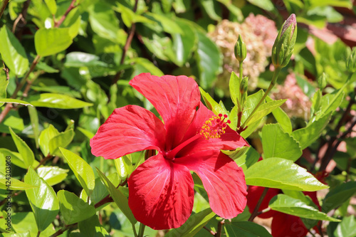 Hibiscus rouge