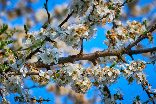 Beautiful nature with flowering tree and sun. Spring flowers with blurred background. Blossom tree over nature background with selective focus © DannyIacob
