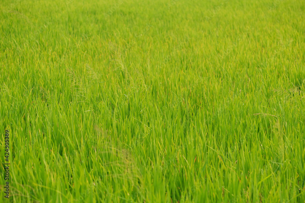 green rice paddy in a sunny day