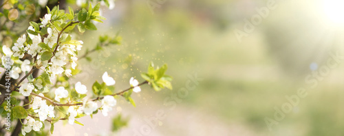 cherry blossom branch. Spring banner with nature. Copy space.