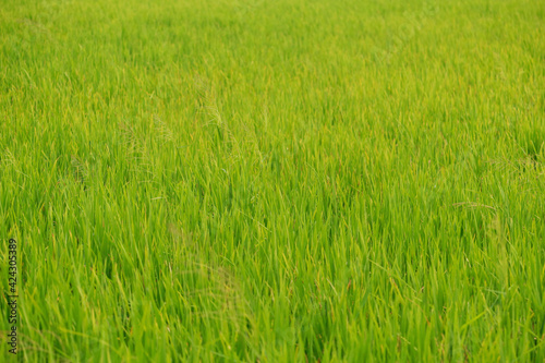 green rice paddy in a sunny day © libin
