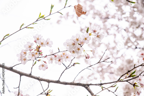 활짝 핀 벚꽃 © DaeHyck