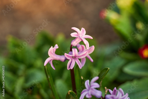 Beautiful nature with flowering tree and sun. Spring flowers with blurred background. Blossom tree over nature background with selective focus