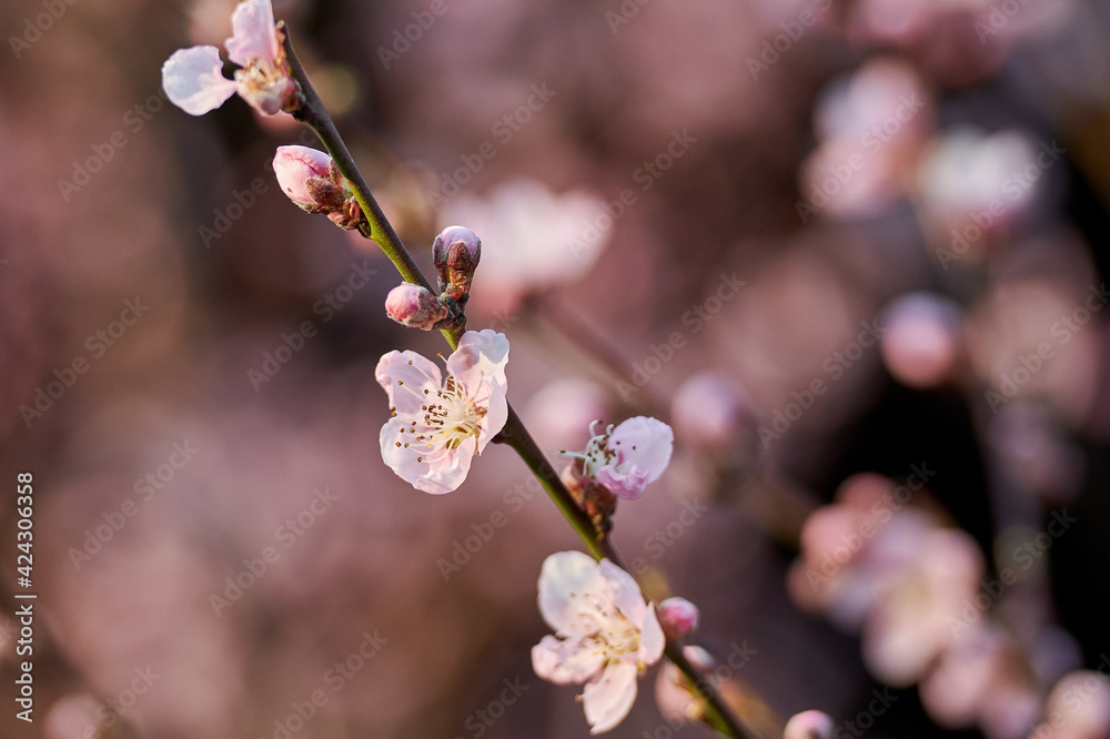 Beautiful nature with flowering tree and sun. Spring flowers with blurred background. Blossom tree over nature background with selective focus