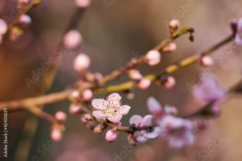 Beautiful nature with flowering tree and sun. Spring flowers with blurred background. Blossom tree over nature background with selective focus