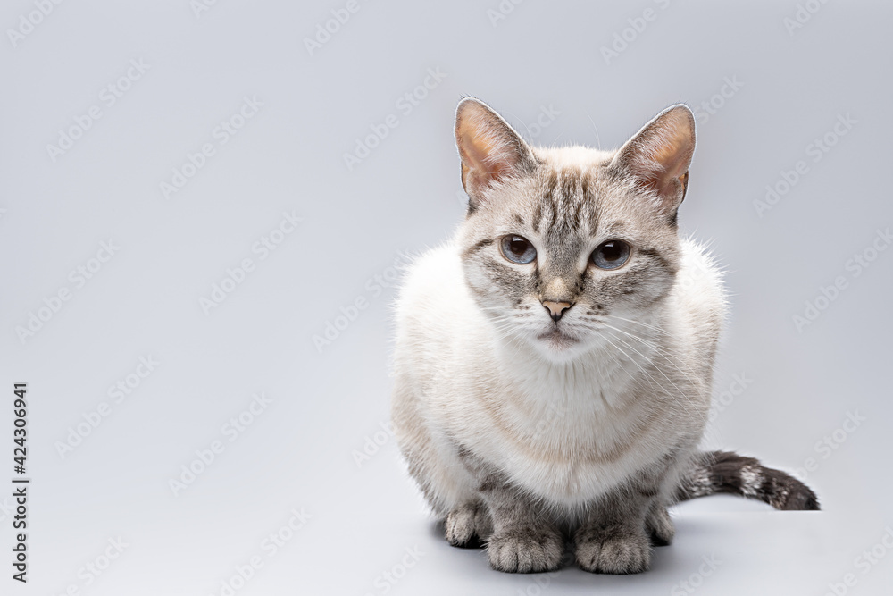 Obraz premium tabby siamese cat portrait isolated over grey background. cat waiting for feed cut out