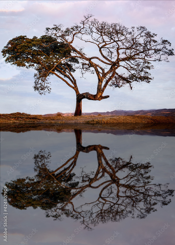 old tree at dusk reflected in the lake old tree at dusk reflected in the lake