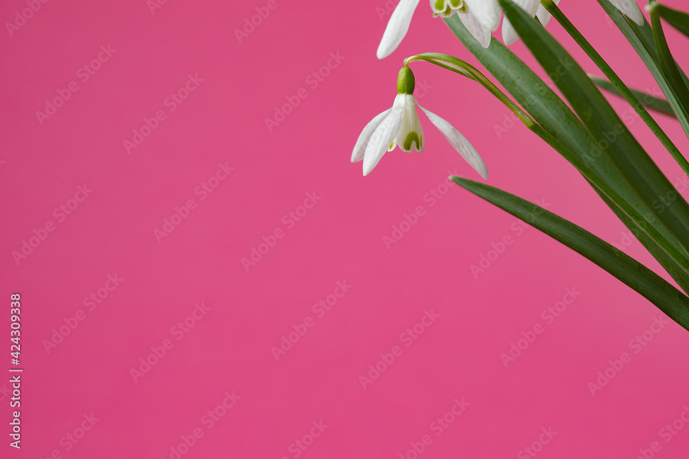 Galanthus nivalis. Snowdrops on the pink background. Springtime symbol.