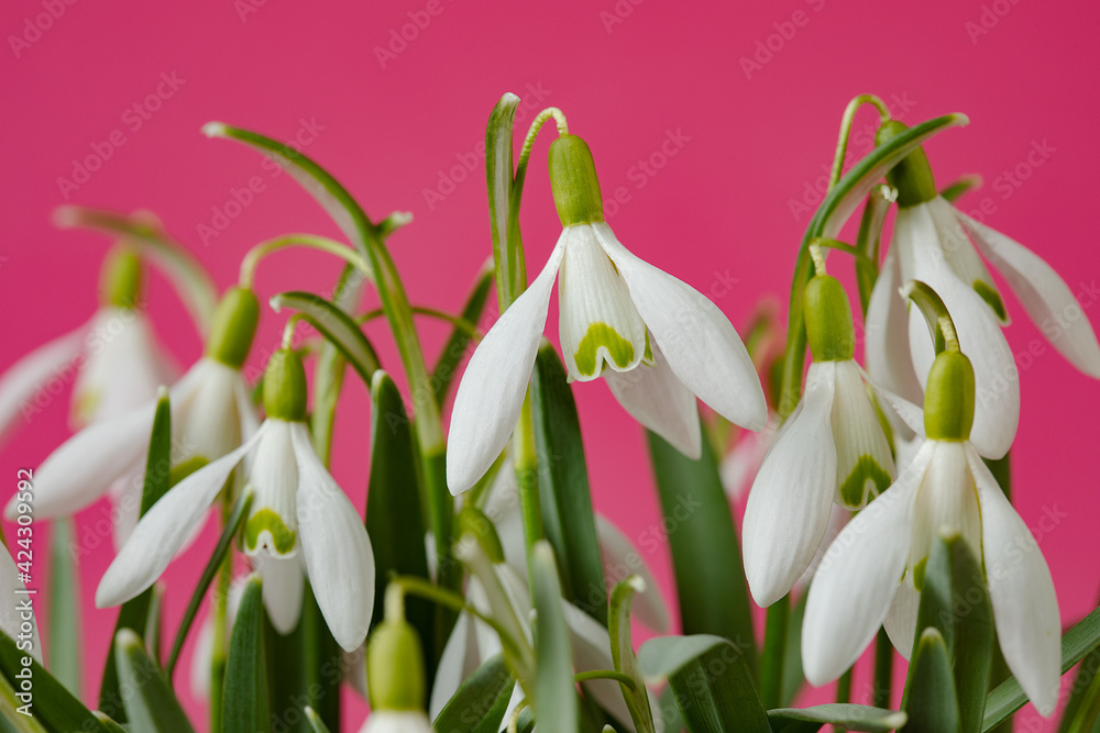 Galanthus nivalis. Snowdrops on the pink background. Springtime symbol. Galanthus nivalis. Snowdrops on the pink background. Springtime symbol.