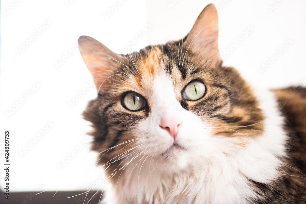 Fototapeta premium portrait of a cat