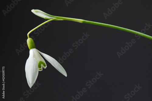 Galanthus nivalis. Snowdrops on black background. Springtime symbol.